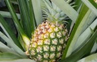 Piña del Monte  2.300 kg